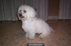 Busco Bichon Maltes Hembra para Monta - mejor precio | unprecio.es