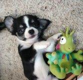Cachorritos de chihuahuas