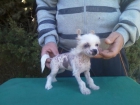 cachorritos de crestado chino para estas navidades, listos para entregar - mejor precio | unprecio.es