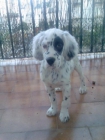 cachorro de cinco meses de setter ingles - mejor precio | unprecio.es