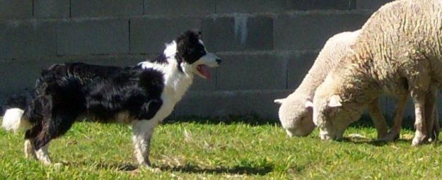 Camada de border collie