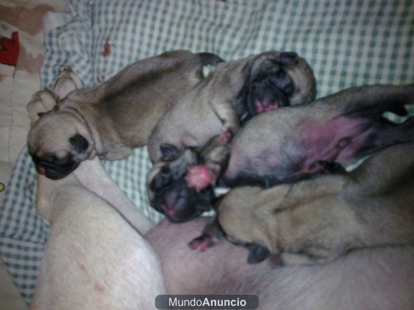 CARLINO CACHORRITOS MUY GUAPOS CON PEDIGREE