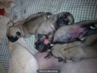 CARLINO CACHORRITOS MUY GUAPOS CON PEDIGREE - mejor precio | unprecio.es