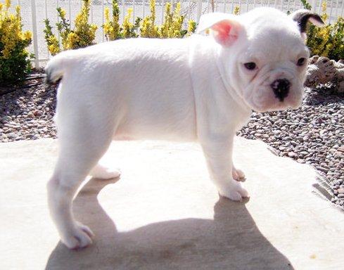 Frank está a sólo 10 semanas de edad.
