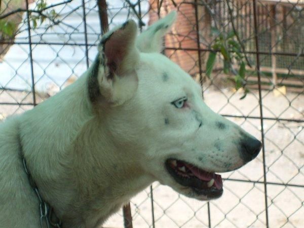 LOTE 12 PERROS PATERNEROS Y SABUESOS