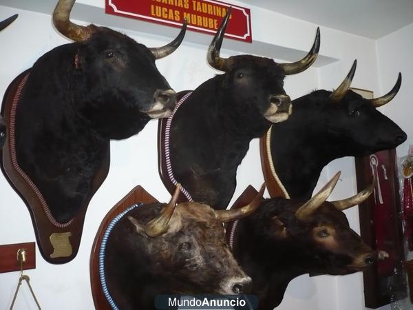 lote de cabezas de toros disecadas