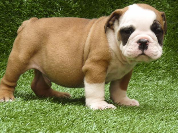 Mejor y superior cachorros bulldog calidad disponible