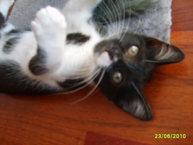 Mona gatita de dos meses en adopcion
