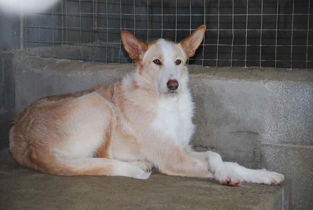 Pelos,perrita preciosa,nadie se fija en ella