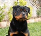 Rottweiler de Pradomonte. Cachorros disponibles. - mejor precio | unprecio.es