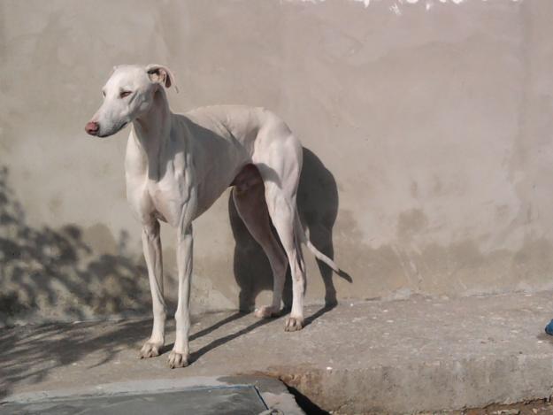 SE REGALA  GALGOS MATANDO LIEBRES