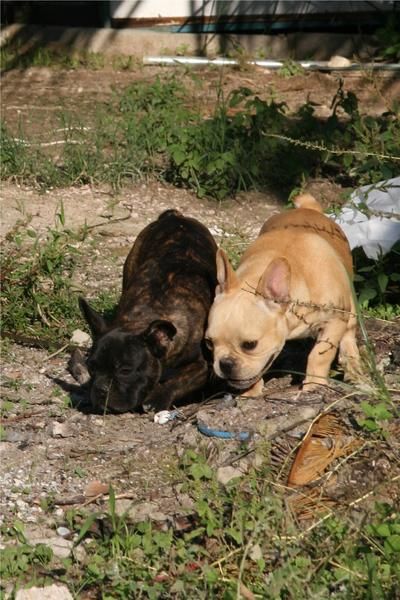 Solo quedan 2 BULLDOG FRANCESES ( Con buen pedigree, cartilla y microchip)!