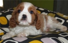 ¡Se vende camada de Cavalier! - mejor precio | unprecio.es
