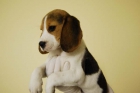 beagle, el cachorro que quiere irse contigo, llenos de  amor y cariño - mejor precio | unprecio.es