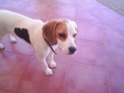 BEAGLE PERDIDA CHICLANA - mejor precio | unprecio.es