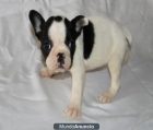 Bulldog Frances Fawn magnifica calidad y estupendo - - mejor precio | unprecio.es