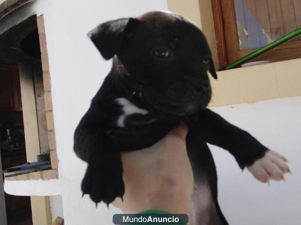 Cachorros de Staffordshire bull terrier