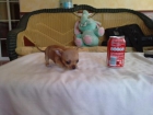 CHIHUAHUAS. - mejor precio | unprecio.es