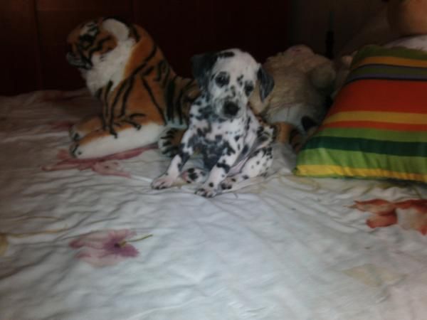 Dalmatas super Guapos