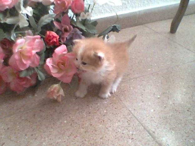 Gatitos persa