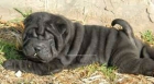 Hermosos y excelentes cachorritos SHAR-PEI - mejor precio | unprecio.es