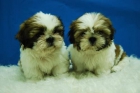 Machos y Hembras // Cachorros de Calidad // ShiTzu // www.animalflower.es wncki84 - mejor precio | unprecio.es