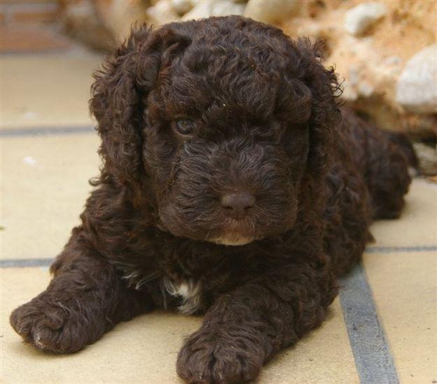 se vende cachorro de perro de agua