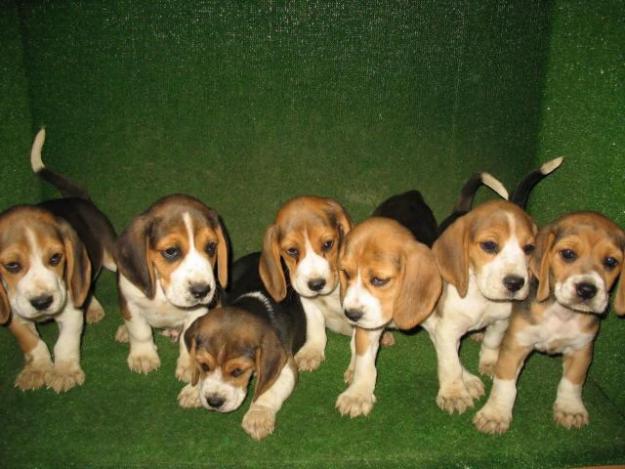 TENEMOS PINSCHER MINI Y BEAGLES PRECIOS IDEALES PARA NIÑOS Y PISOS PURA RAZA