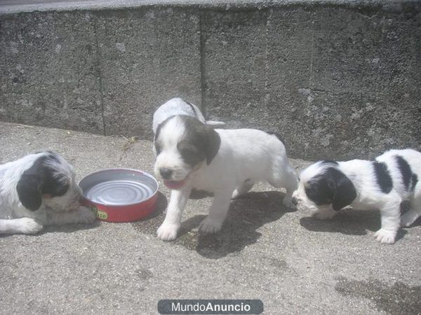 VENDO CACHORROS DE GRIFFON TORDOIA ORDES