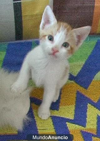 En Adopción Tres Gatitos