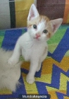 En Adopción Tres Gatitos - mejor precio | unprecio.es