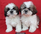 ¡ Shih_tzu garantia veterinaria ! - mejor precio | unprecio.es