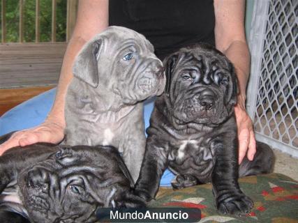 (Regalo)Cachorros mastín napolitano para