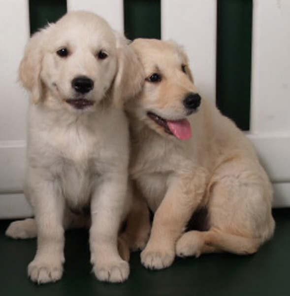 ¡Tu Golden, impresionante cachorro!