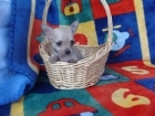 CHIHUAHUAS CACHORROS - mejor precio | unprecio.es