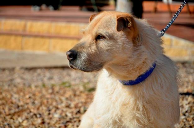 Zar, mestizo de 2 años, en adopción