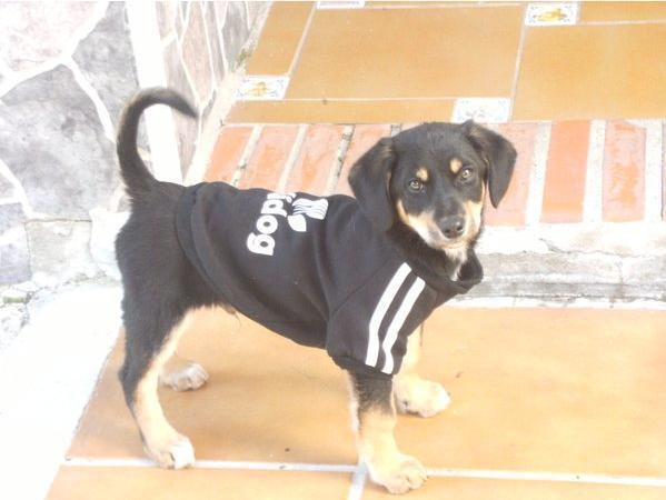 Ayuda urgente es muy pequeño y estaba en la calle con mucho frio cachorrito 3