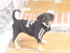 Ayuda urgente es muy pequeño y estaba en la calle con mucho frio cachorrito 3 - mejor precio | unprecio.es