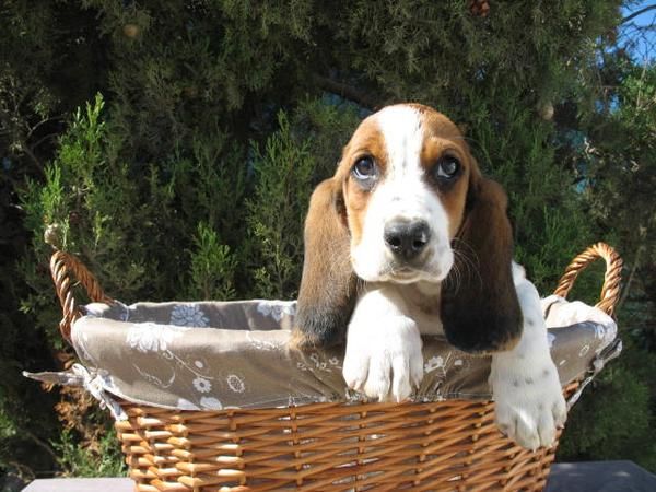 BASSET HOUND, 390 EUROS  