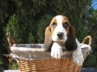 BASSET HOUND, 390 EUROS "OREJUDO" - mejor precio | unprecio.es