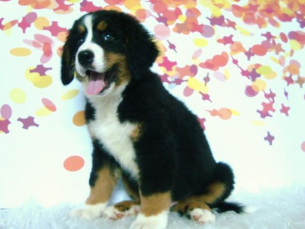 Boyero de Berna cachorros de calidad con pedigree y dos meses