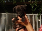 CACHORROS DE AMERICAN STTANDFORD 350 - mejor precio | unprecio.es