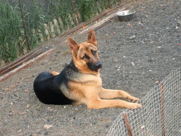 Cachorros de raza Pastor Aleman