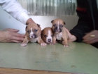 cachorros preciosos de amercian stafforshire terrier - mejor precio | unprecio.es