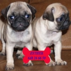 Carlino, cachorros económicos y excelentes - mejor precio | unprecio.es