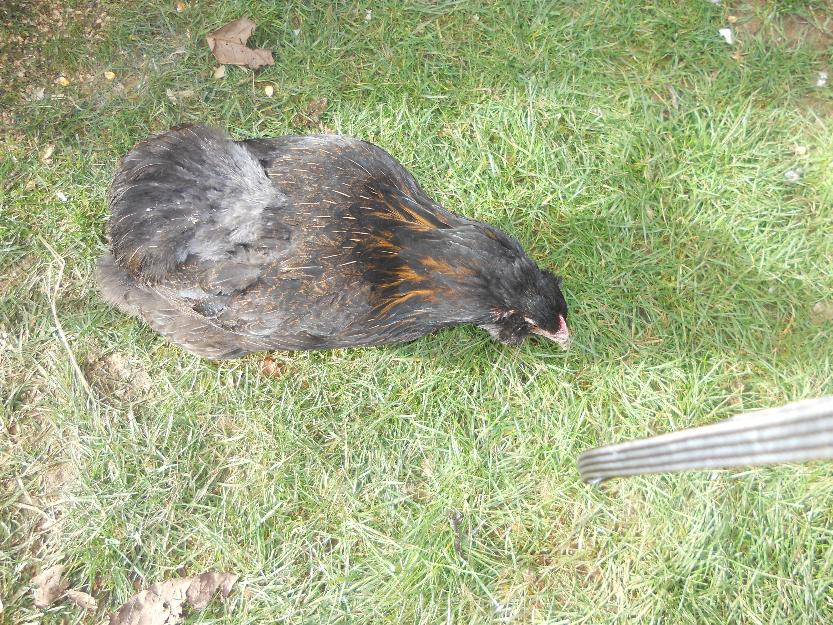 Encargo de pollitos y gallinas de pura raza araucana