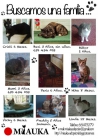 Gatitos de miauka buscan familia - mejor precio | unprecio.es