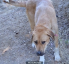 Perrito macho encontrado- necesita familia- urgente! - mejor precio | unprecio.es