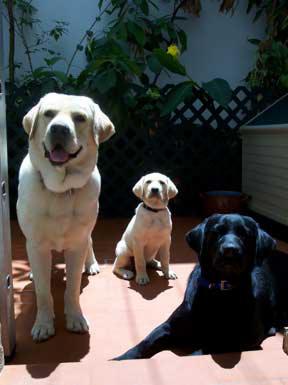 Preciosa camada de labradores