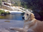 Se Ofrece Golden Retriever Macho Para Monta - mejor precio | unprecio.es
